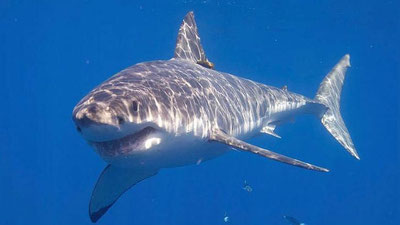 Изрображение 'ЮНАЯ АМЕРИКАНКА ОТБИЛАСЬ ОТ АКУЛЫ ... КУЛАКАМИ'