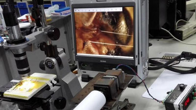 'O`rgimchak ipining yangi “superxususiyat”i aniqlandi (Foto) 'ning rasmi