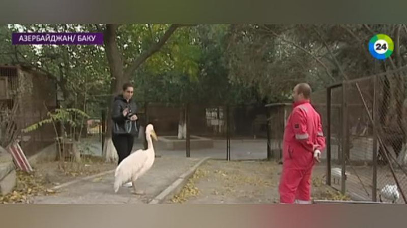 Изрображение 'КАК ЖИВОТНЫЕ ИЗ ТАШКЕНТСКОГО ЗООПАРКА ОСВАИВАЮТСЯ В БАКУ (ВИДЕО)'