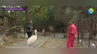 Изрображение 'КАК ЖИВОТНЫЕ ИЗ ТАШКЕНТСКОГО ЗООПАРКА ОСВАИВАЮТСЯ В БАКУ (ВИДЕО)'