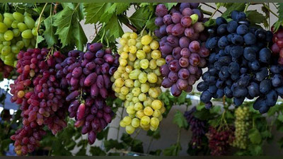 'Хатирчи узумчиликка ихтисослашган намунавий туманга айланади'ning rasmi