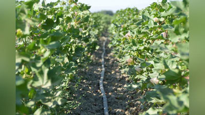 'Paxta etishtirishda tomchilatib sug`orishdan keng foydalaniladi'ning rasmi