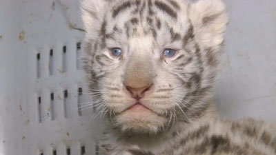 'Chilida oq yo`lbarslar ommaga namoyish etildi 'ning rasmi