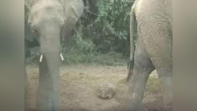 'Филлар оёғи тагида қолган тошбақа мўъжиза туфайли омон қолди (Видео)'ning rasmi