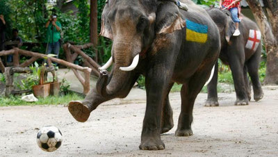 'Tailandda fillar futboli matchi o`tkazildi'ning rasmi