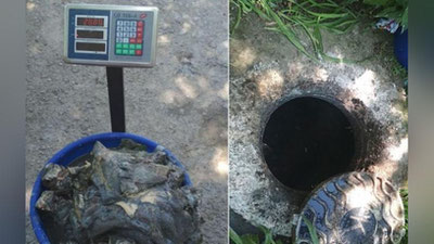 'Tekshiruv davomida qator bog`chalarda yashirin xonalarda berkitilgan oziq-ovqatlar va kanalizasiyaga 27 kg go`sht tashlab yuborilgani aniqlandi'ning rasmi