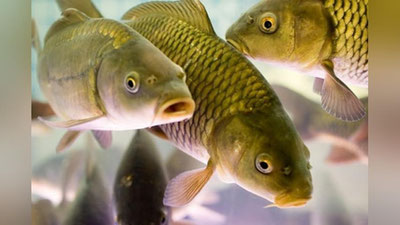 Изрображение 'ОТКУДА ПРИПЛЫЛА РЫБКА НА СТОЛ ПОТРЕБИТЕЛЯ?- КОММЕНТАРИЙ ЗАМГЛАВЫ МИНСЕЛЬХОЗА'