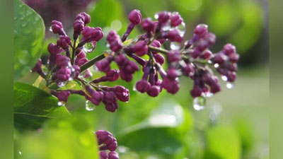 '23 март куни Ўзбекистонда кутилаётган об-ҳаво маълумоти'ning rasmi