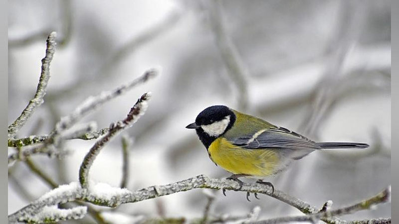 '5 YaNVAR KUNI MAMLAKATIMIZDA KUTILAYoTGAN OB-HAVO MA`LUMOTI'ning rasmi