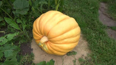 'Buxoroda har biri ellik kilogramm tosh bosadigan qovoq etishtirilmoqda'ning rasmi