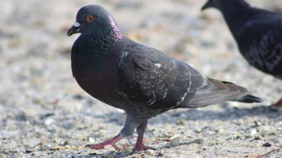 'Kabutarning raqsi internet foydalanuvchilarining e`tiborini tortdi (video)'ning rasmi