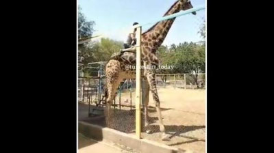 Изрображение 'Посетитель шымкентского зоопарка оседлал жирафа (видео)'