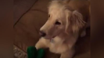 Изрображение 'ТРОГАТЕЛЬНОЕ ВИДЕО ПРО СОБАКУ БЬЕТ РЕКОРДЫ ПО ПРОСМОТРАМ'