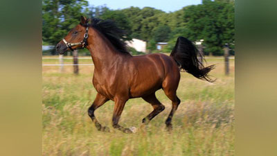 'Respublikamizda 255 mingta otlar boqilmoqda'ning rasmi