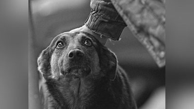 Изрображение 'БОЛЬШИНСТВО СУДОВ О ЖЕСТОКОМ ОБРАЩЕНИИ С ЖИВОТНЫМИ ВЫИГРЫВАЮТСЯ'