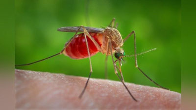 Изрображение 'В ГЕРМАНИИ ЖЕНЩИНЕ АМПУТИРОВАЛИ НОГИ ИЗ-ЗА УКУСА КОМАРА'