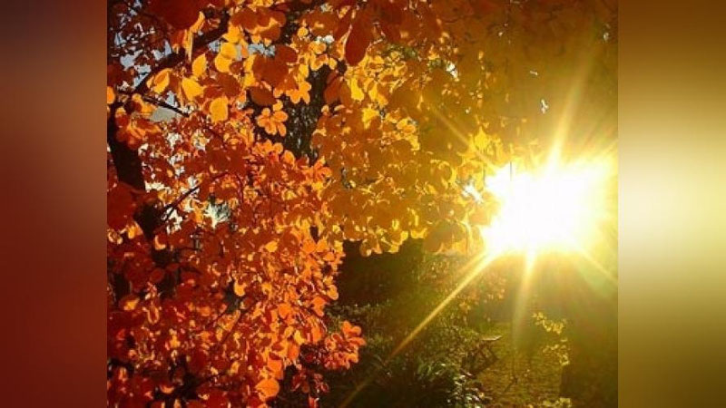 Изрображение 'В Ташкенте зафиксирована самая теплая погода в феврале за 110 лет'