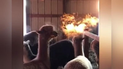 'Америкалик фермер оғзидан “олов пуркаётган” ҳайвонни намойиш қилди (Видео)'ning rasmi