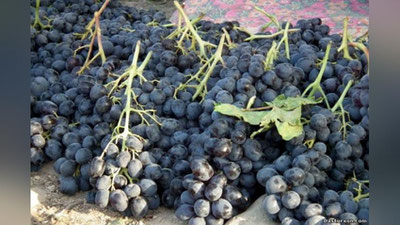 'Bu yil uzumning narxi qancha bo`ladi?'ning rasmi