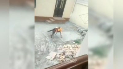 'Itni yoqib yuborgan shaxs to`g`risidagi ma`lumot uchun 2 million so`m pul mukofoti beriladi'ning rasmi