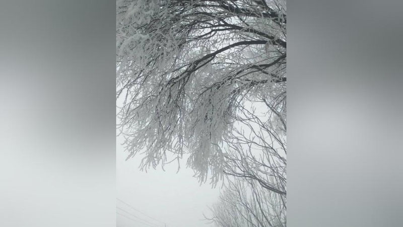 'Қашқадарё ва Сурхондарё вилоятларида булдуруқ ҳодисаси содир бўлмоқда'ning rasmi