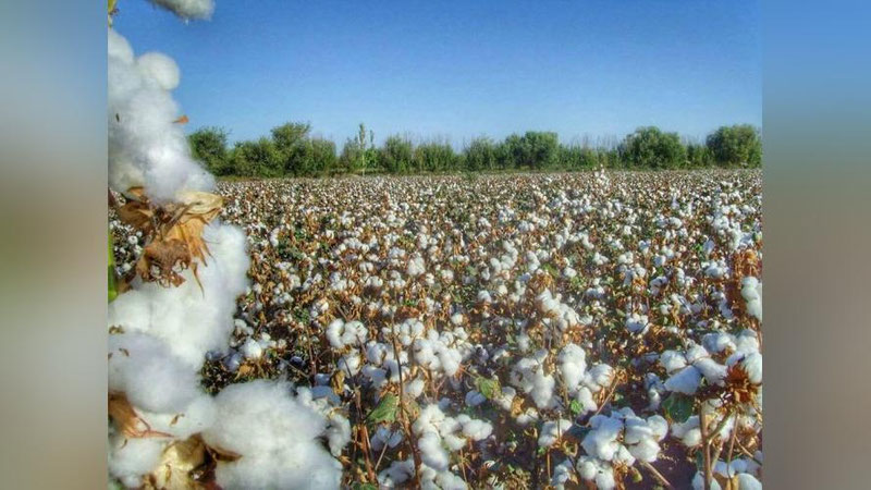 Изрображение 'ФЕРМЕРСКИЕ ХОЗЯЙСТВА В УЗБЕКИСТАНЕ СТАНУТ МНОГОПРОФИЛЬНЫМИ'