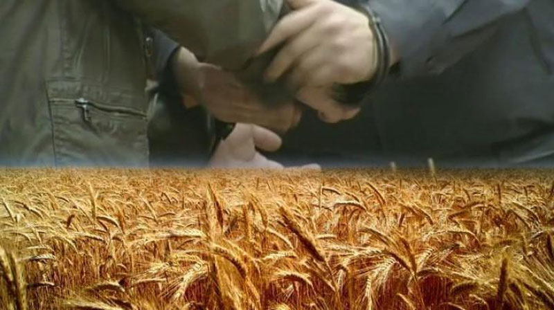 Изрображение 'Убийство на пшеничном поле '