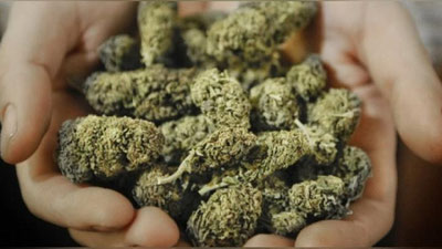 'BOYSUNDA O`Z UYIDA MARIXUANA SAQLAGAN AYoL QO`LGA TUShDI'ning rasmi