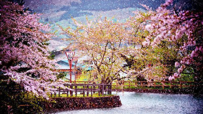 'Yaponiyada bahorgi festivallar boshlandi (video)'ning rasmi