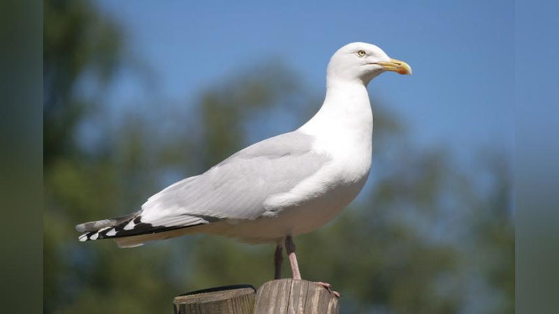 Изрображение 'В ТАШКЕНТСКОМ ЗООПАРКЕ НЕИЗВЕСТНЫЙ СКОРМИЛ ЧАЙКЕ ПОЧАТОК КУКУРУЗЫ'