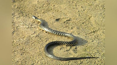 'Toshkent shahridagi xonadonlardan birida ilonni tutib olishdi'ning rasmi