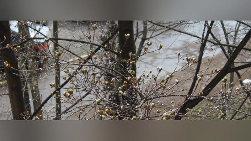 Изрображение 'СИНОПТИКИ РАССКАЗАЛИ, КУДА ДЕЛАСЬ ВЕСНА'