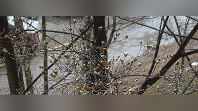 Изрображение 'СИНОПТИКИ РАССКАЗАЛИ, КУДА ДЕЛАСЬ ВЕСНА'