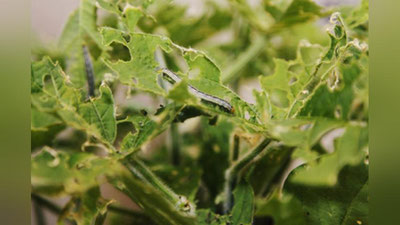 'Британияда заҳарли қурт тарқалди'ning rasmi