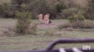 'Кенияда шер суратга олиш гуруҳининг камерасини ўғирлади (Видео)'ning rasmi