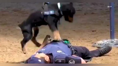 'Yurakni massaj qila oladigan ko`ppak ispan polisiyasida ishlaydi (Video)'ning rasmi