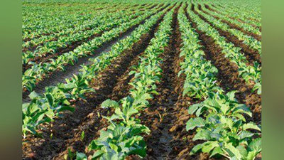 'Деҳқончилик билан шуғулланмоқчимисиз? Унда бу ҳуқуқий тавсиялар айнан Сиз учун!'ning rasmi