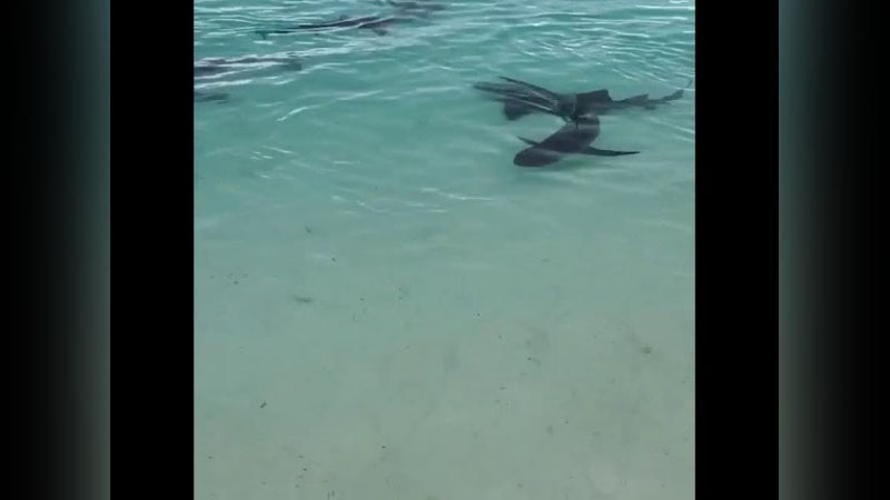 'BAGAM OROLLARIDA DRON BOShQARUVChISI BOLAKAYNI NAQ TO`RTTA NAHANGDAN SAQLAB QOLDI (VIDEO)'ning rasmi