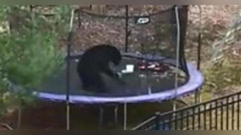 'Америкалик аёл айиқнинг батутдаги ўйинларини кадрга туширди (Видео)'ning rasmi