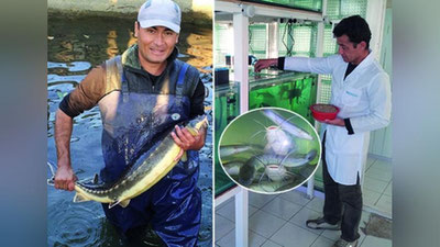 'Республиканинг  4 та ҳудудида балиқчиликка асосланган ихтеопатологик лабораториялар иш бошлайди (видео)'ning rasmi