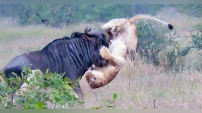 'Antilopa va arslonlar olishuvida o`txo`r jonivor g`olib chiqdi (Video)'ning rasmi