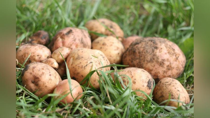 Изрображение 'ПРИНЯТЫ МЕРЫ ПО ОБЕСПЕЧЕНИЮ НАСЕЛЕНИЯ СЕЛЬХОЗПРОДУКЦИЕЙ ЗИМОЙ'
