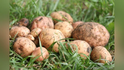 Изрображение 'ПРИНЯТЫ МЕРЫ ПО ОБЕСПЕЧЕНИЮ НАСЕЛЕНИЯ СЕЛЬХОЗПРОДУКЦИЕЙ ЗИМОЙ'