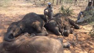 'Botsvana milliy bog`idan fillarning jasadlari topildi'ning rasmi