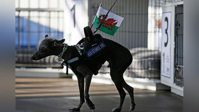 'Birlashgan Qirollikdagi eng badburush ko`ppak vafot etdi 'ning rasmi