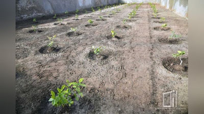 'Нурота туманида 10 минг гектар ерда интенсив писта плантациялари барпо этилади'ning rasmi