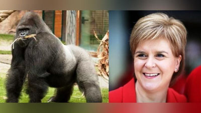 Изрображение 'В ЭФИРЕ ТЕЛЕКАНАЛА BBC МИНИСТРА ШОТЛАНДИИ ПЕРЕПУТАЛИ С ГОРИЛЛОЙ (ВИДЕО)'