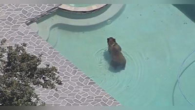 'AQShda ayiq jaziramada hovuzda jon saqladi (Video)'ning rasmi