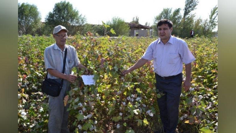 'O`zbekistonda g`o`zaning yangi navi yaratildi'ning rasmi