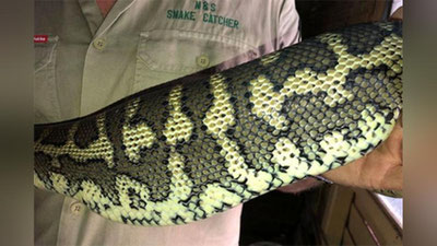 'Уйга кириб, резина шиппакни ютган бўғма илон касалхонага тушди'ning rasmi